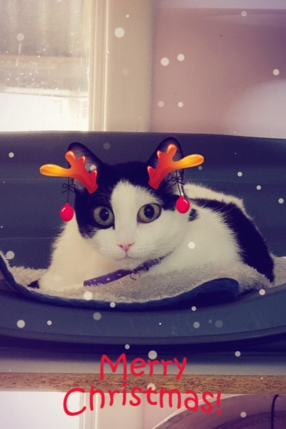 a Black and White Cat Wearing a Reindeer Headband — Pawz N Clawz Pet Accommodation In Ciccone, NT