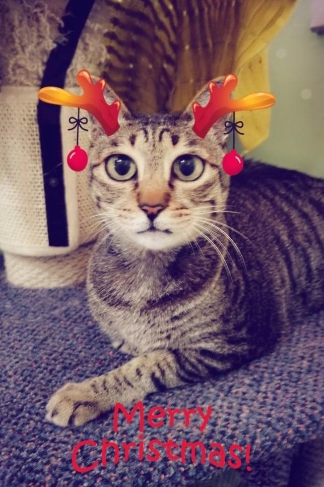 a Cat Wearing Reindeer Antlers and a Merry Christmas Sign — Pawz N Clawz Pet Accommodation In Ciccone, NT