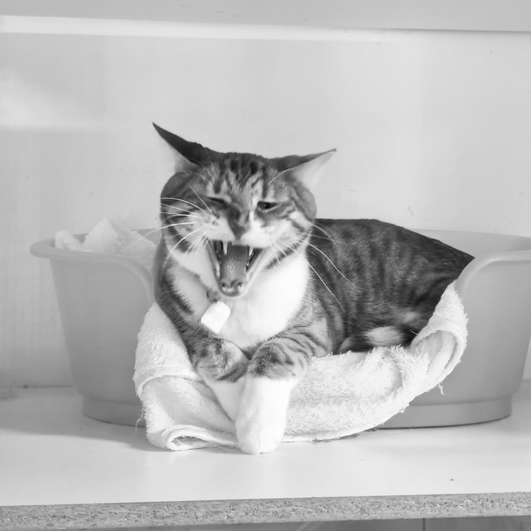a Cat is Yawning While Sitting on a Towel — Pawz N Clawz Pet Accommodation In Ciccone, NT