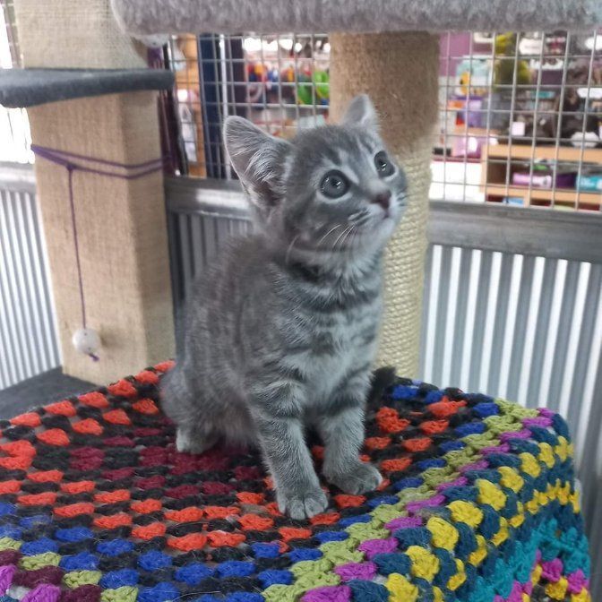 A Gray Kitten Is Sitting On A Colorful Blanket — Pawz N Clawz Pet Accommodation In Ciccone, NT