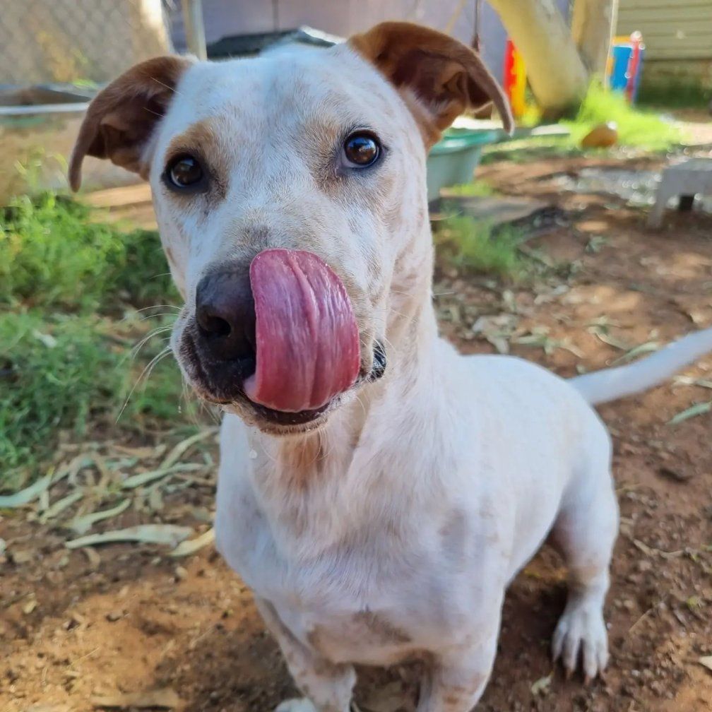 A White Dog Is Sticking Its Tongue Out And Looking At The Camera — Pawz N Clawz Pet Accommodation In Ciccone, NT