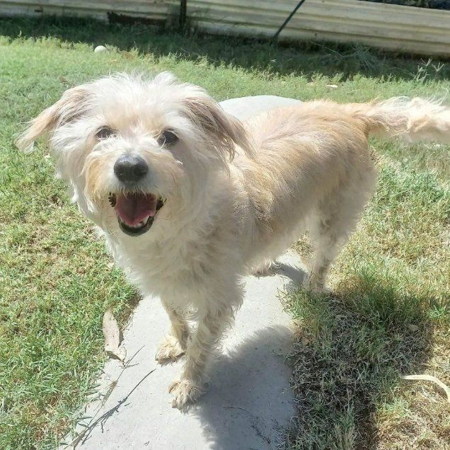 A Small White Dog Is Standing On A Sidewalk In The Grass — Pawz N Clawz Pet Accommodation In Ciccone, NT