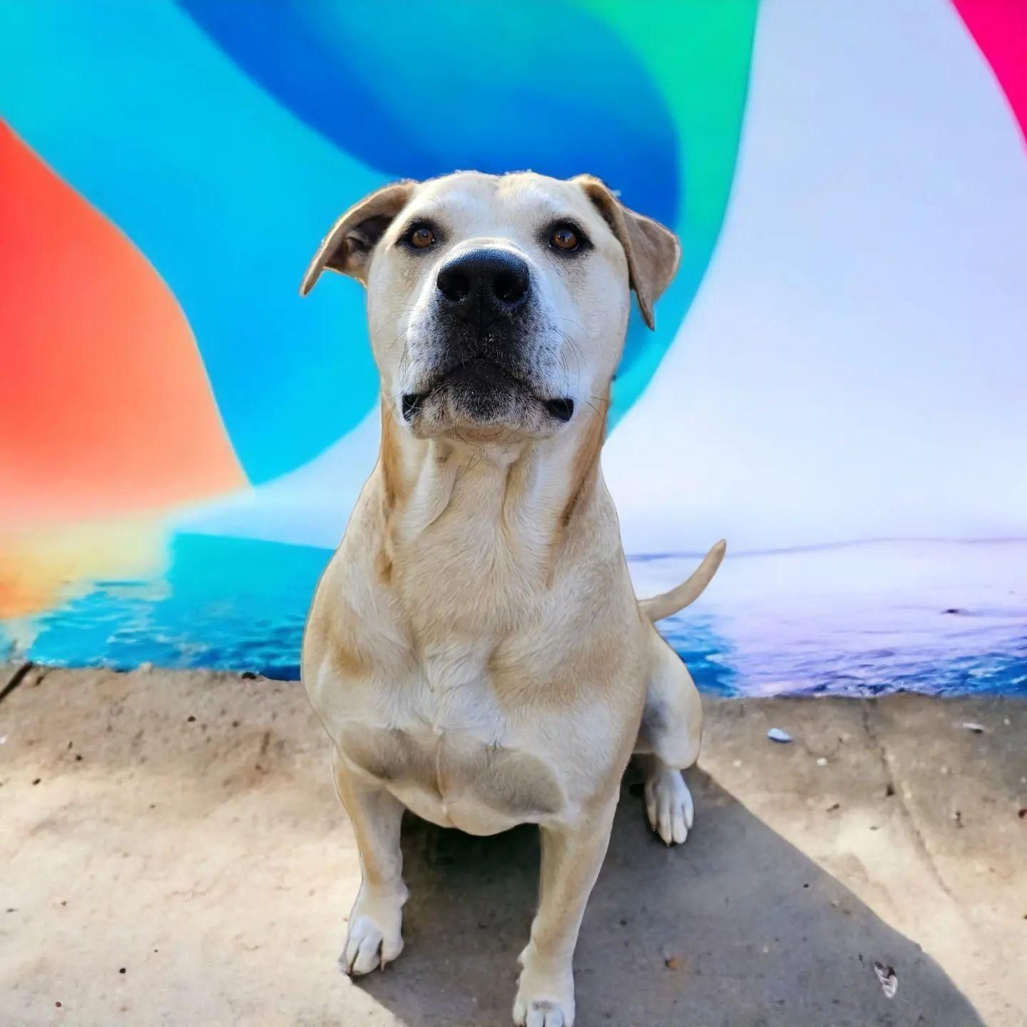 a Dog Sitting in Front of a Colorful Background — Pawz N Clawz Pet Accommodation In Ciccone, NT