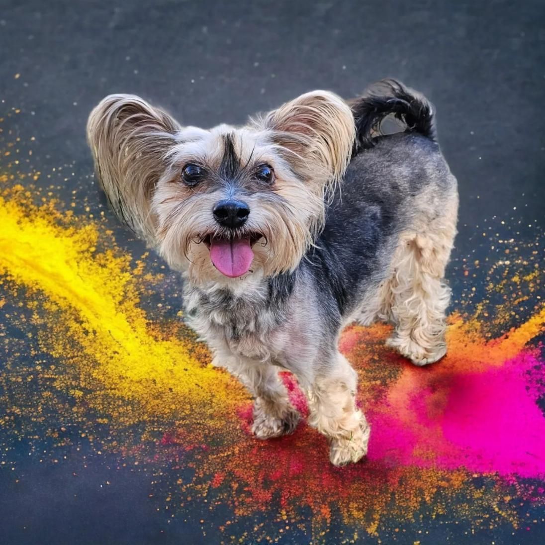 a Small Dog is Standing in a Pile of Colorful Powder — Pawz N Clawz Pet Accommodation In Ciccone, NT