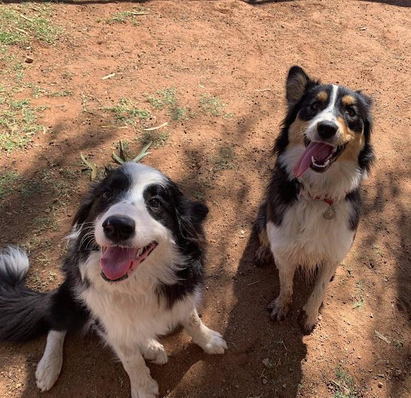 Two Dogs Are Sitting In The Dirt With Their Tongues Out — Pawz N Clawz Pet Accommodation In Ciccone, NT
