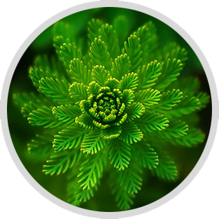 Close-up of a vibrant green fern rosette with layered fronds in a circular frame