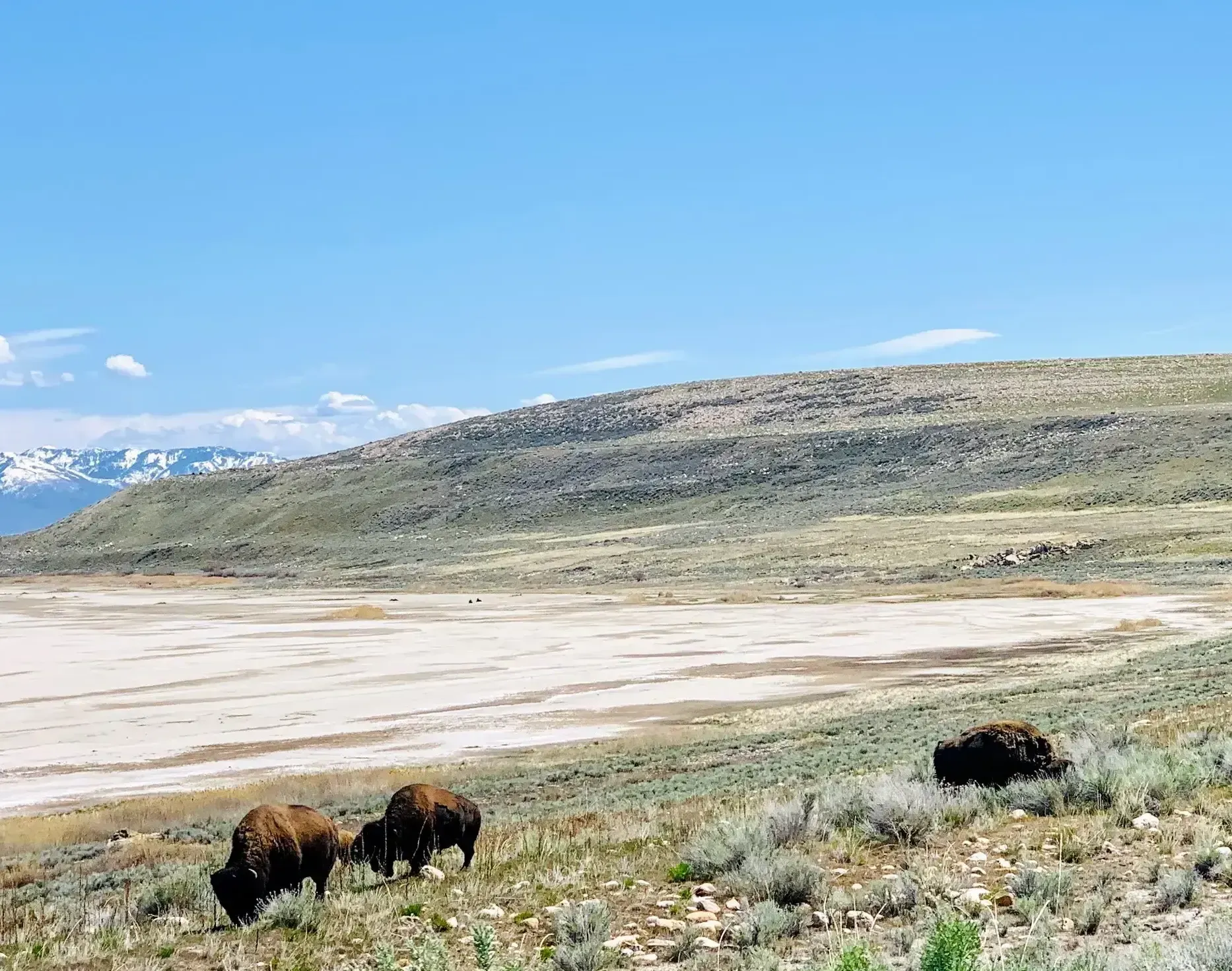 A herd of bison grazing in a field with mountains in the background