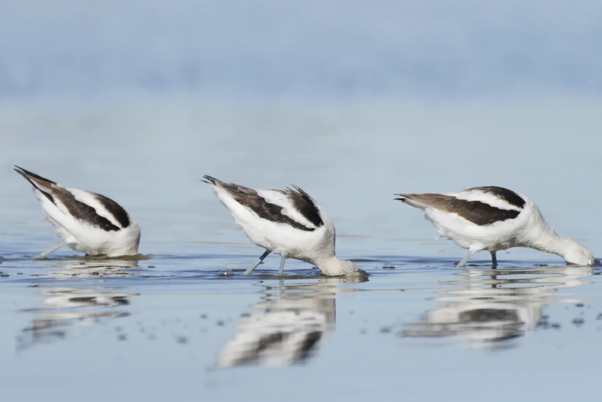 Three birds are standing in the water looking for food.