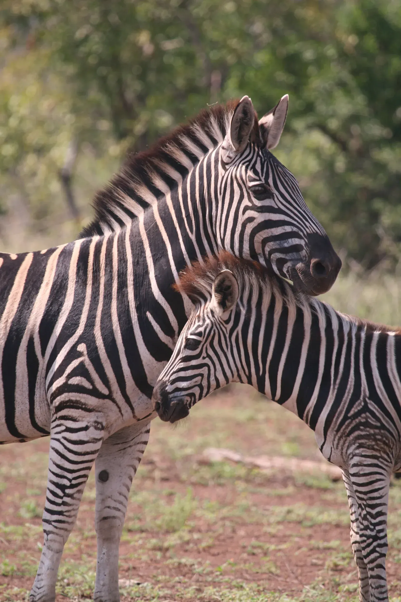 Two zebras standing next to each other in a field