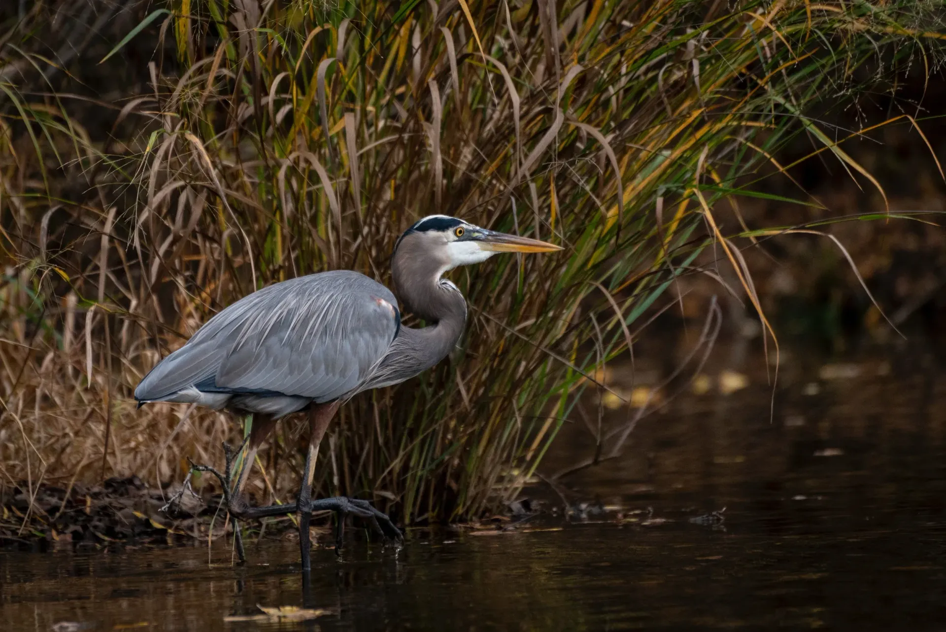 A great blue heron is standing in the water near tall grass.