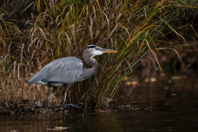 A great blue heron is standing in the water near tall grass.