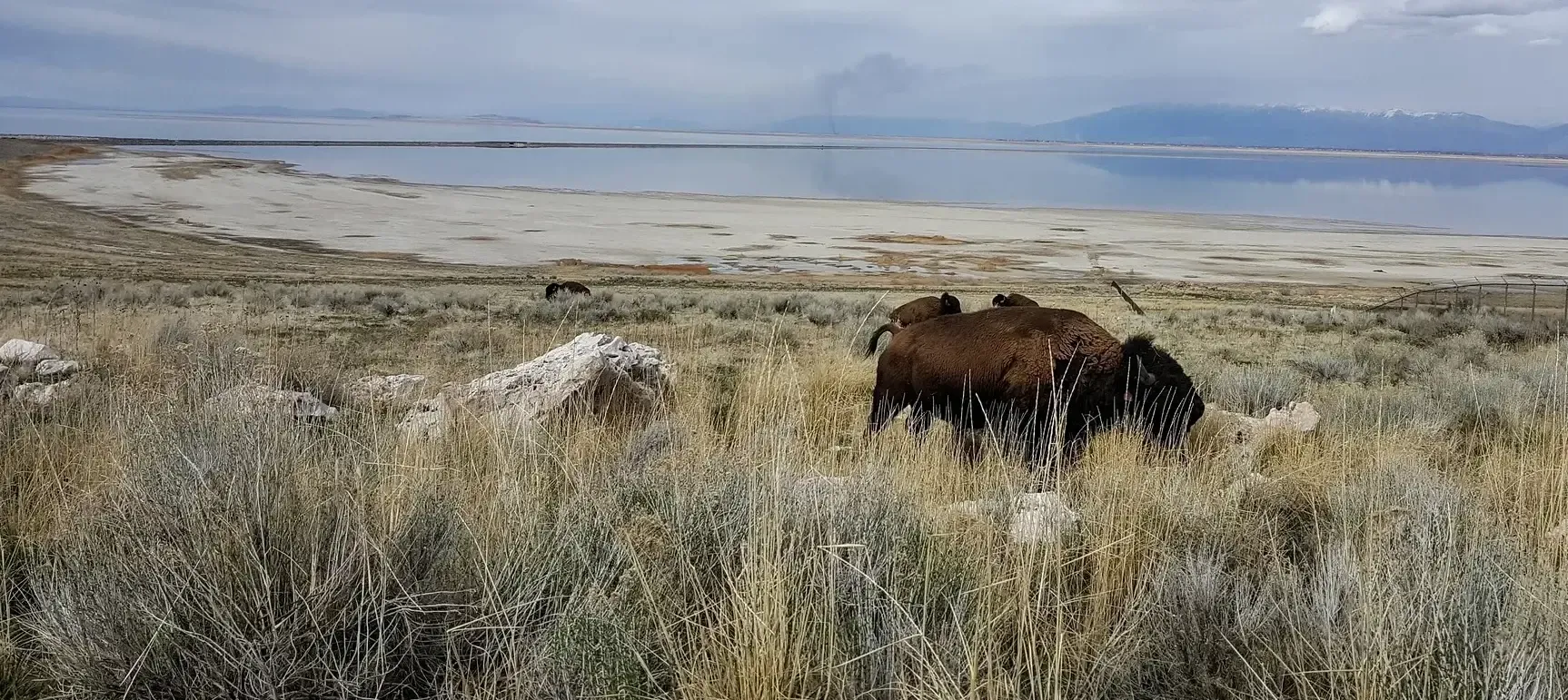 A bison is standing in a field next to a body of water.