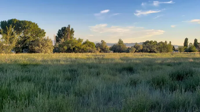 A large grassy field with trees in the background on a sunny day.