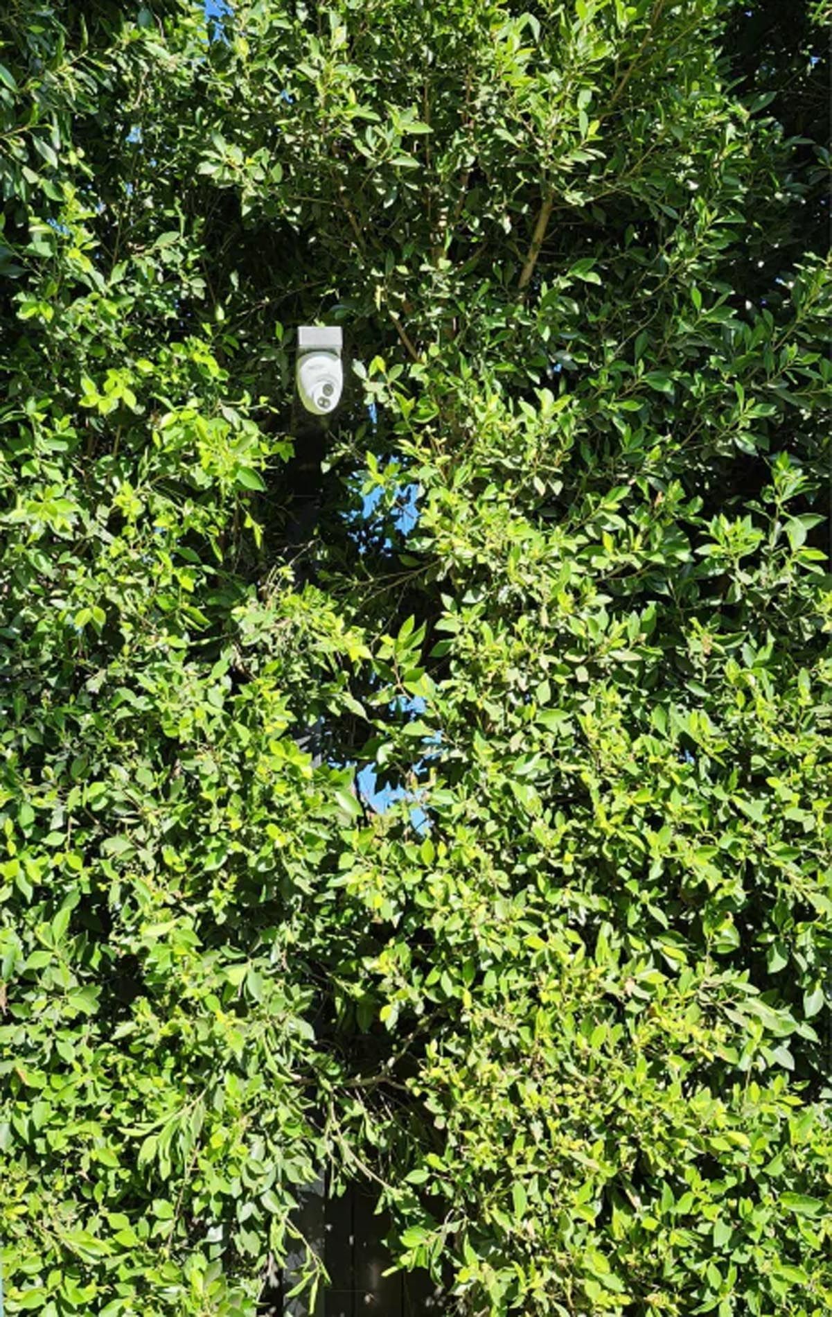 A close up of a tree with lots of green leaves.