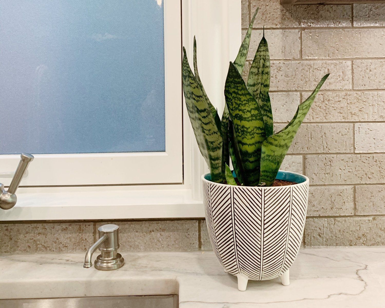 Snake plant in a patterned pot on a kitchen counter beside a sink and window