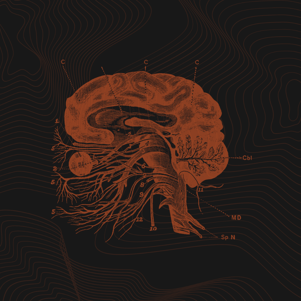 Ilustração estilizada da anatomia de um cérebro na cor laranja, com os nervos identificados, sobre um fundo escuro.