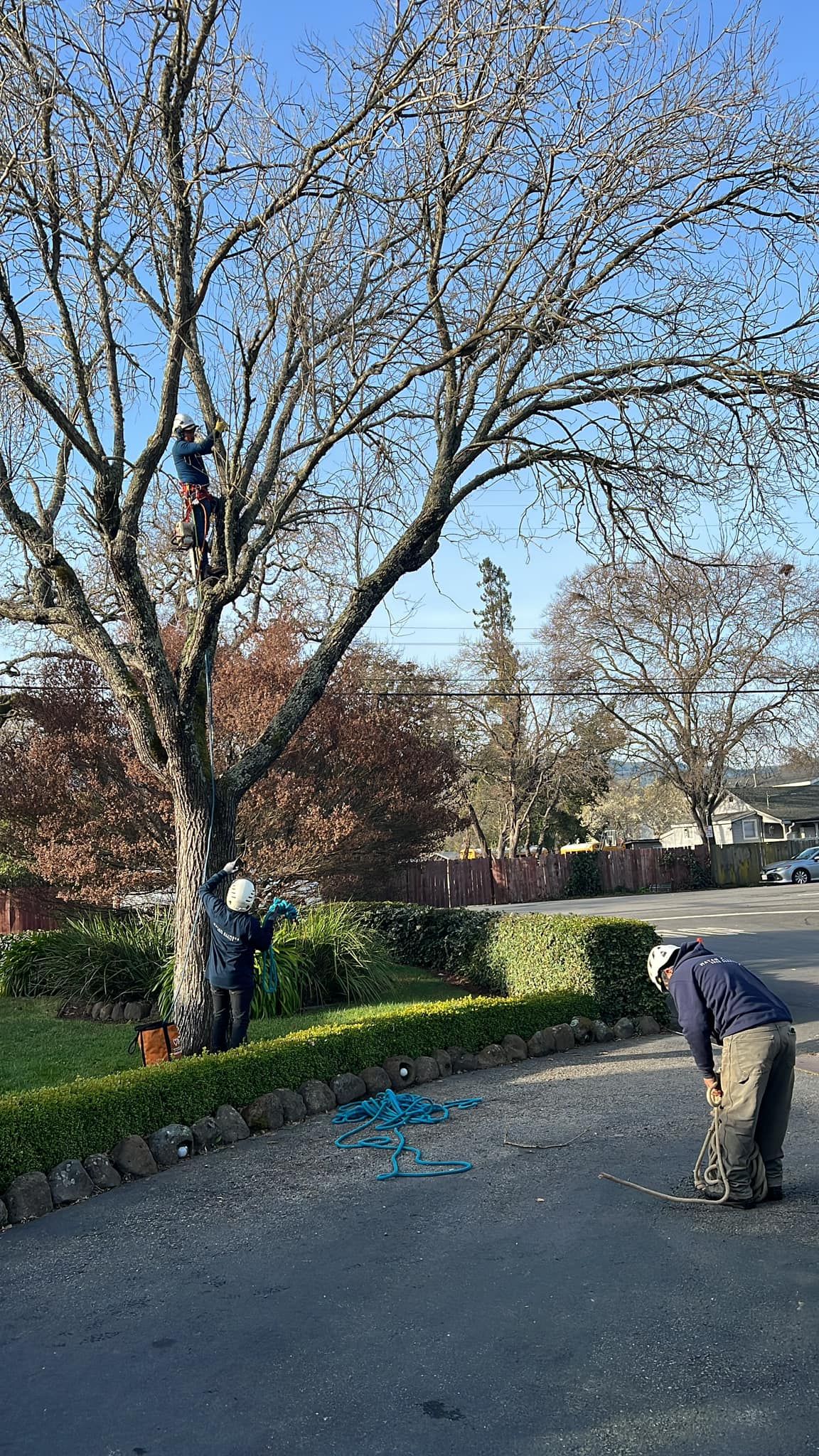 Mayan Climber Tree Service Inc. Top Rated Tree Service Novato