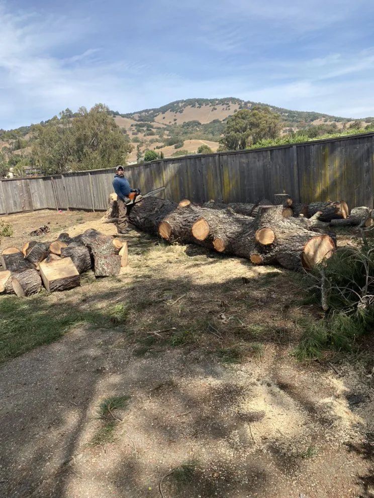 Person cutting large fallen tree logs in a yard with a fence and hills in the background