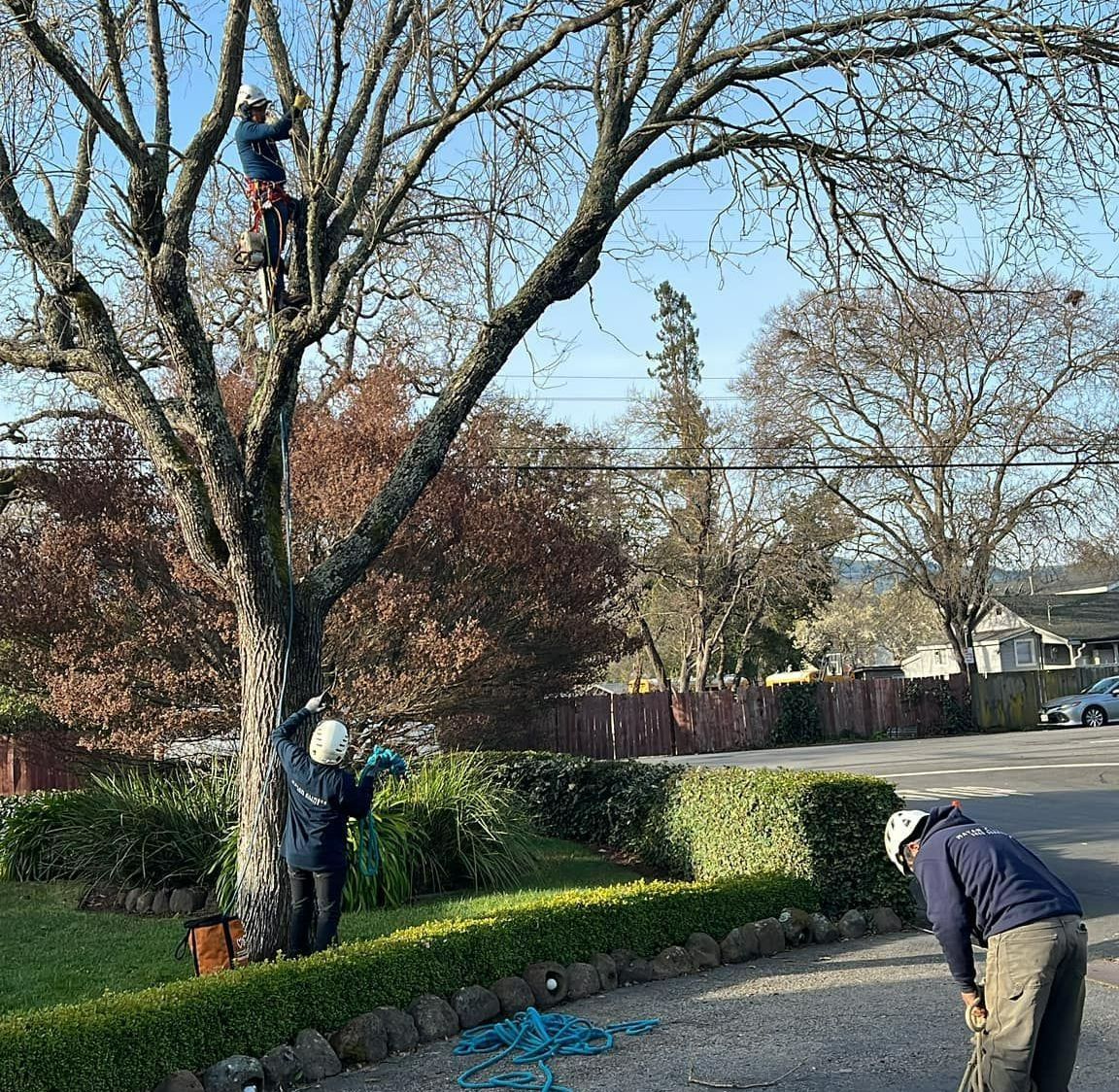 Two workers in protective gear prune a large tree in a residential yard, while a third person stands nearby on the ground.