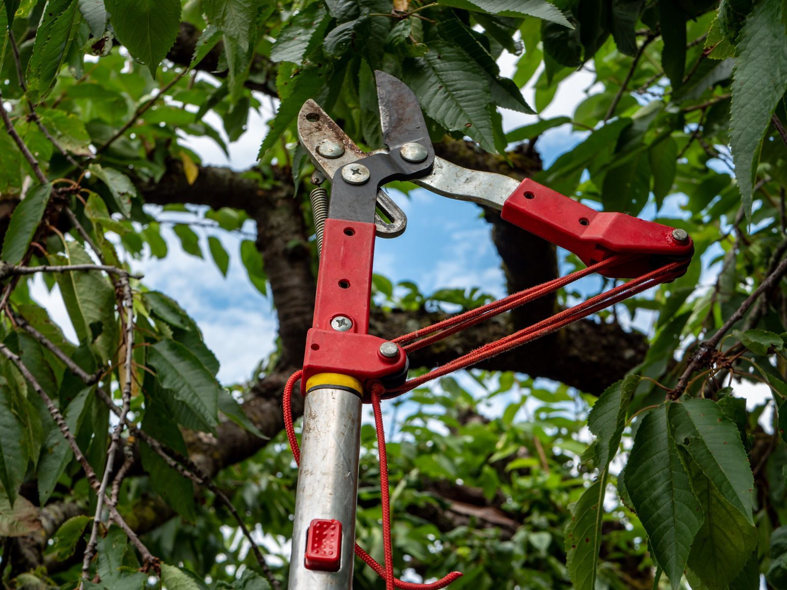 Pole pruners trimming branches in a leafy tree; red handles and a silver pole.