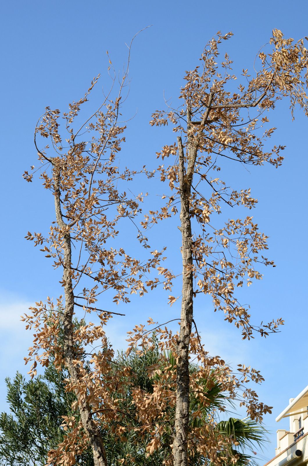 Two tall, sparsely leafed trees against a clear blue sky, with a building corner at right and foliage below.