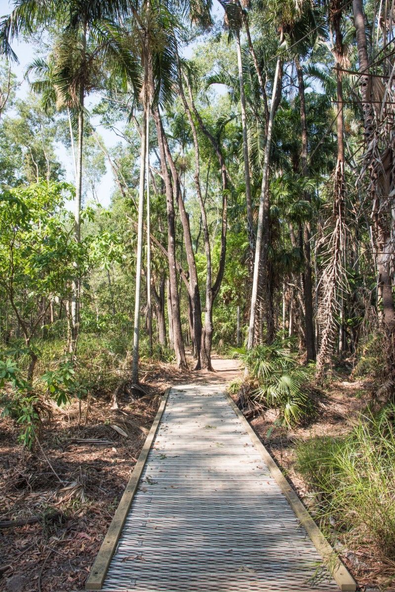 A Wooden Walkway Going Through a Lush Green Forest — Voyager Trailers in Howard Springs, NT