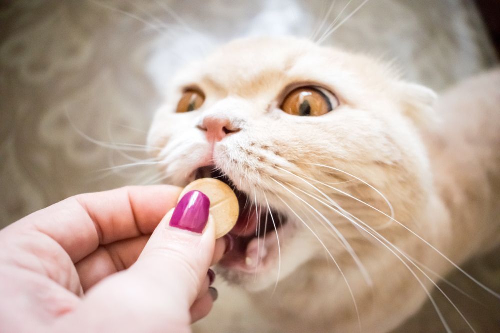 A Cat Is Eating A Treat From A Person's Hand — SF Produce In Paget, QLD