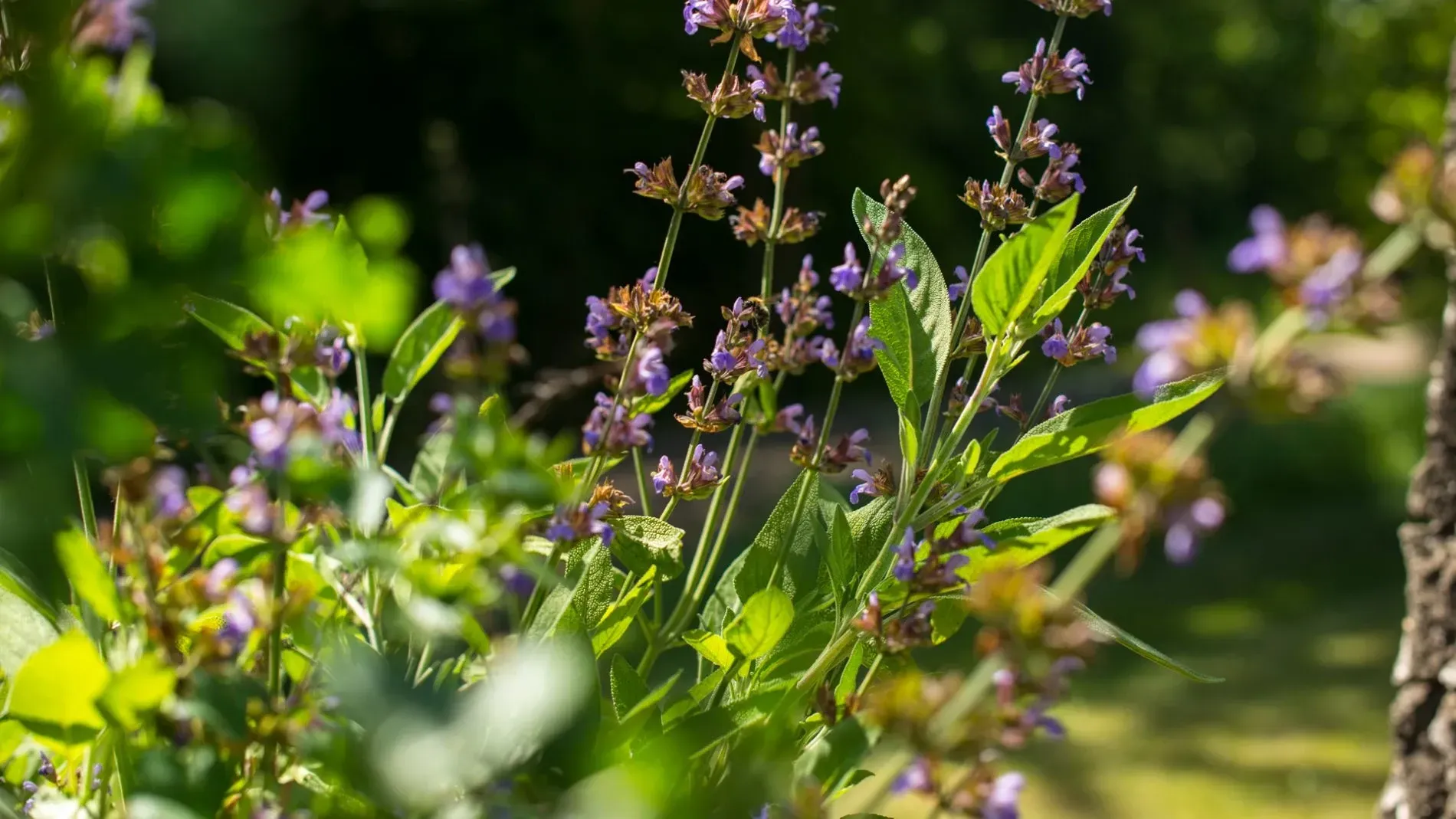 Um close de uma planta com flores roxas e folhas verdes.