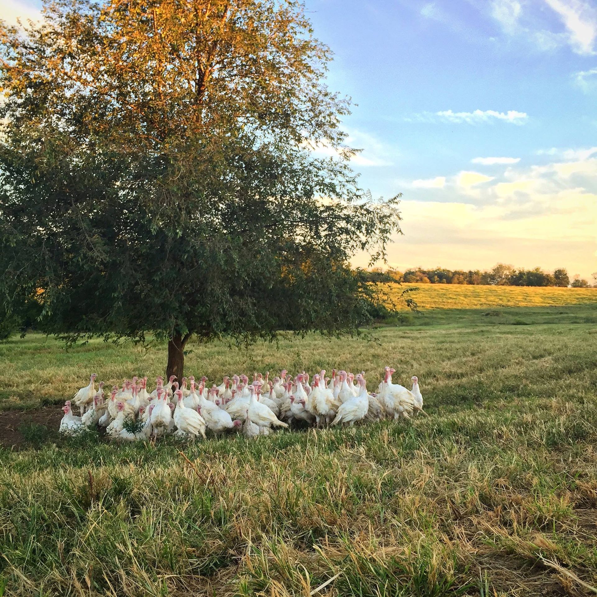 A herd of chickens are standing under a tree in a field.