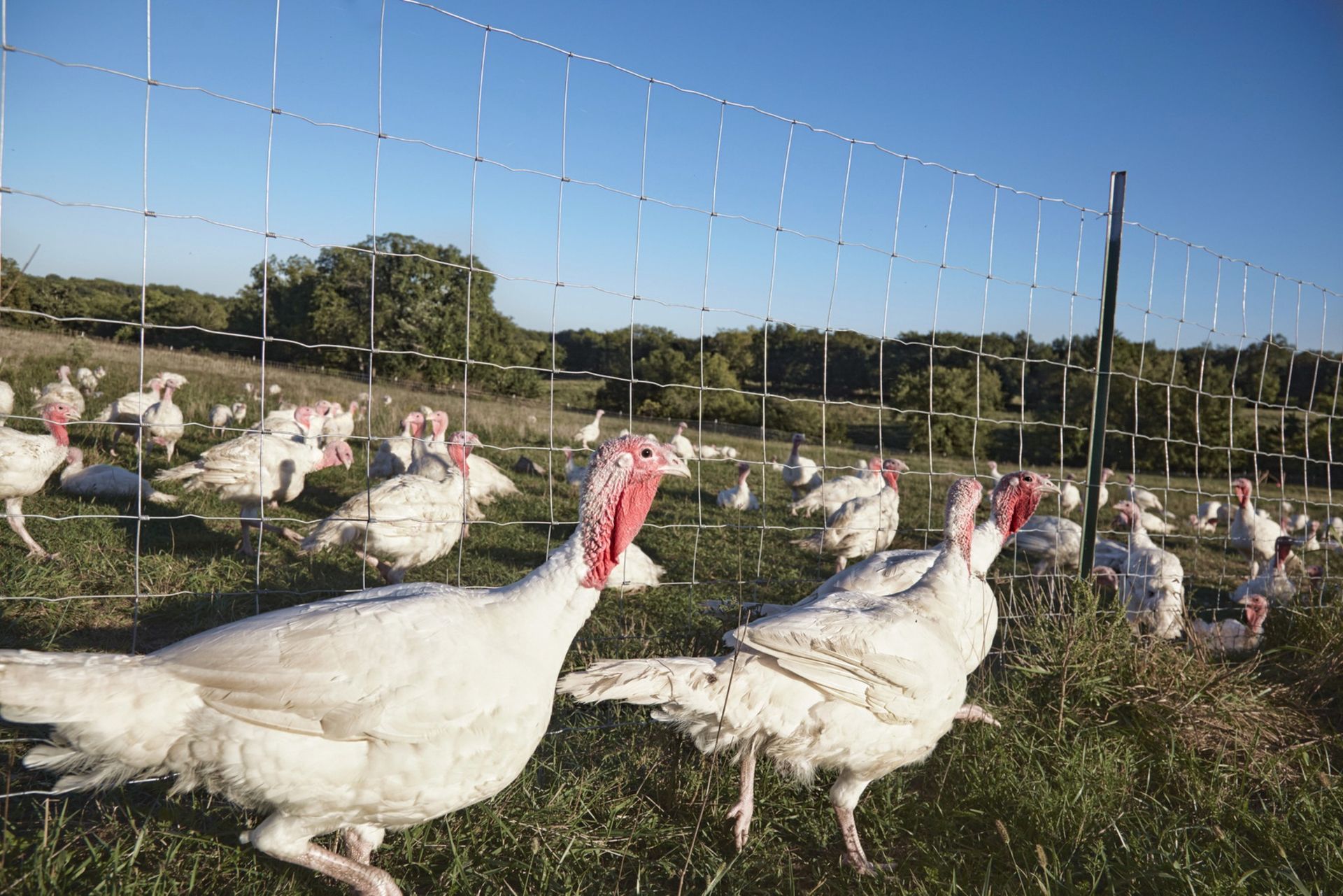 A herd of chickens is standing in a grassy field behind a wire fence.