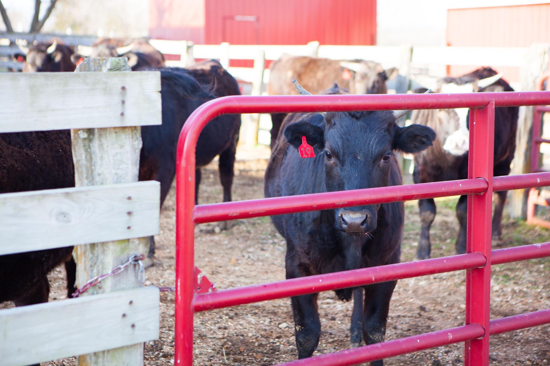 A black cow with a red tag on its ear is standing behind a red fence.