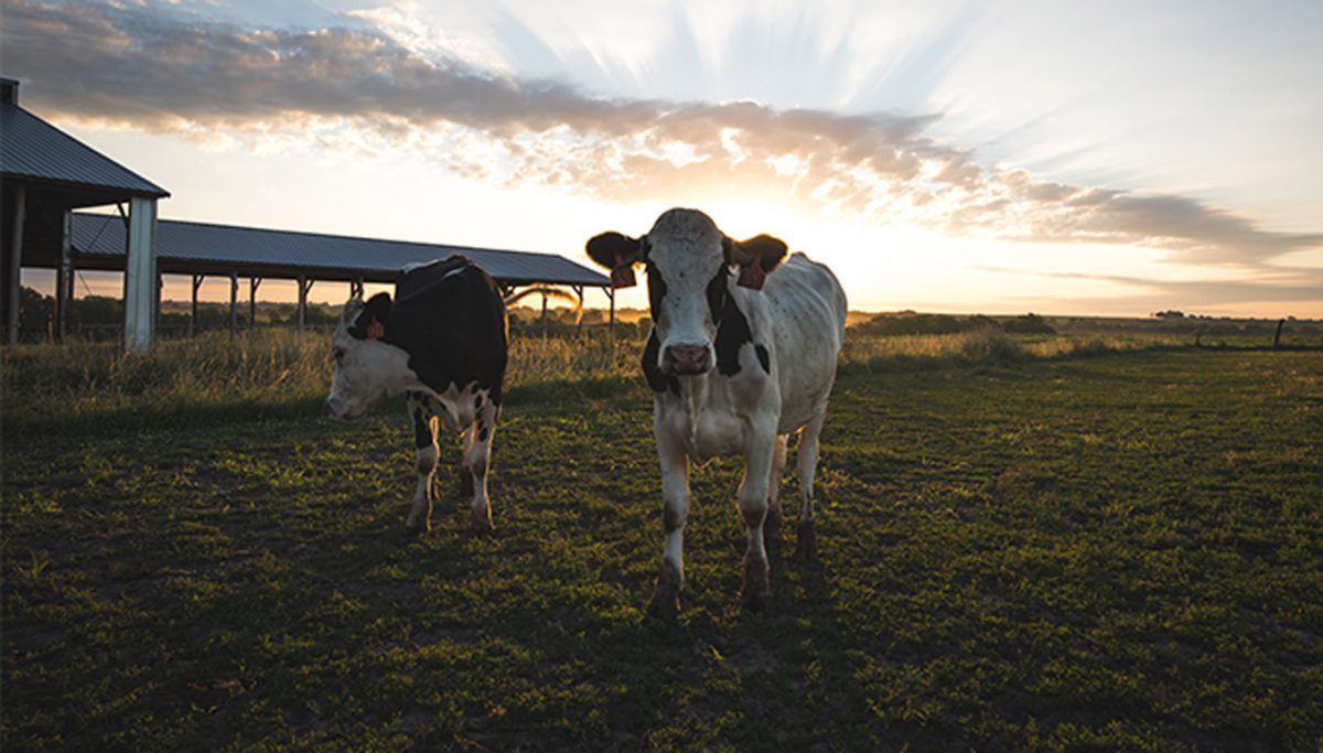 Two cows are standing in a field at sunset.
