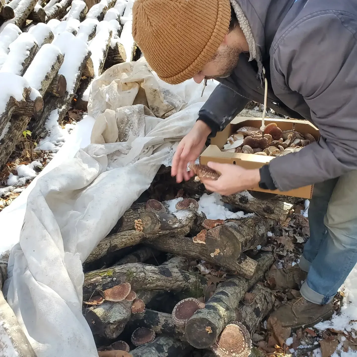 A man wearing a beanie is picking mushrooms from a pile of logs