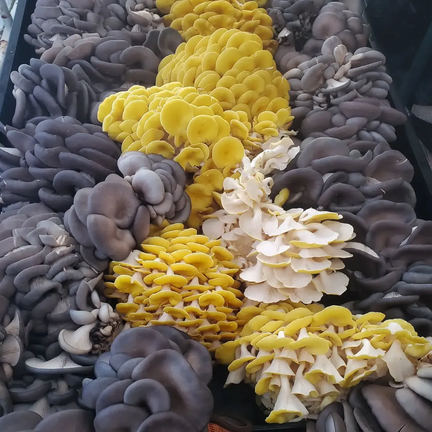 A bunch of different types of mushrooms in a tray