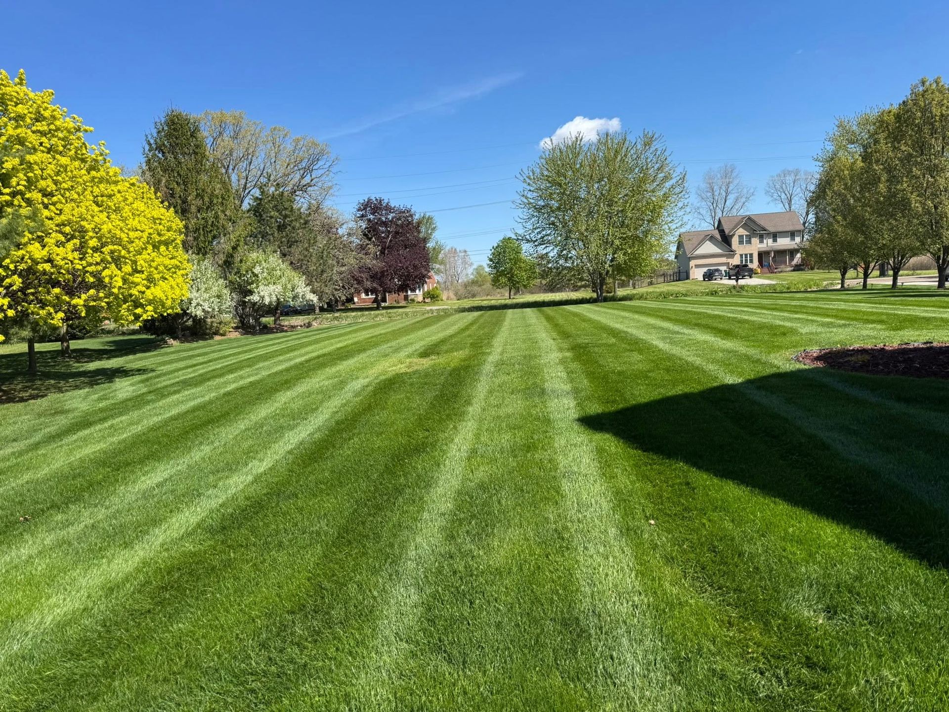 Sunny landscaped lawn with striped grass, trees, and houses under a clear blue sky