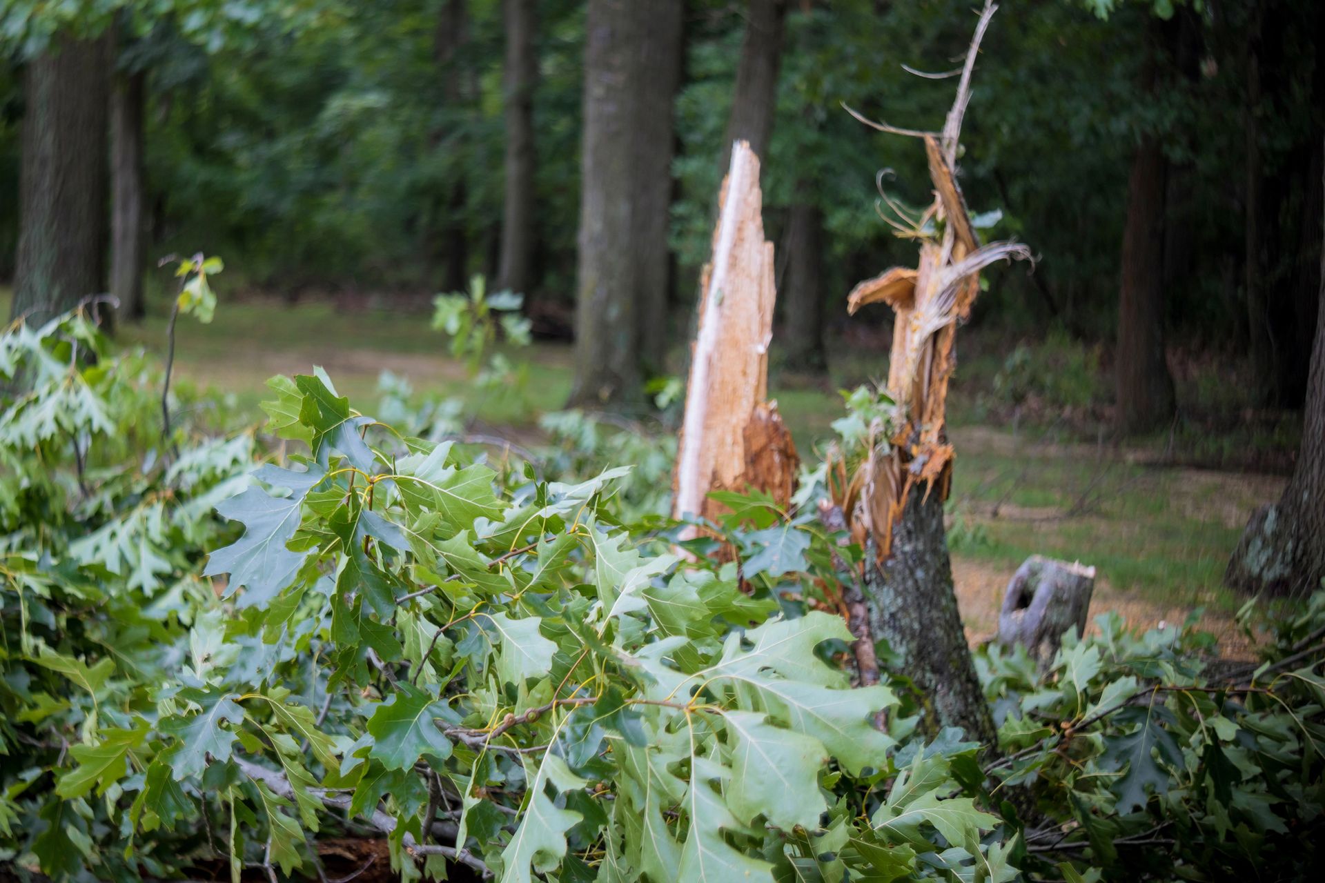 Broken tree trunk amid green foliage in a wooded area after storm damage