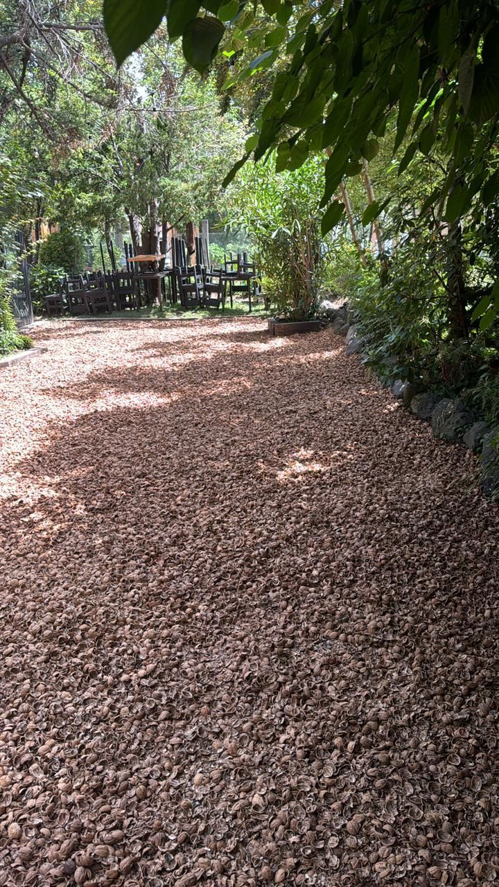 cáscara de nuez