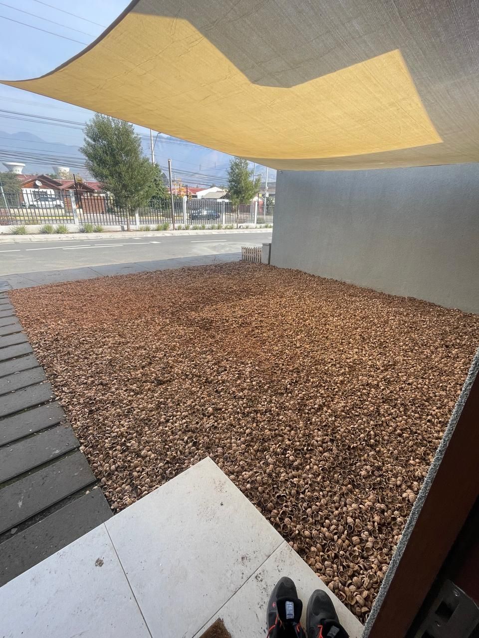 cáscara de nuez