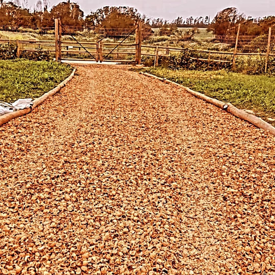 cáscara de nuez