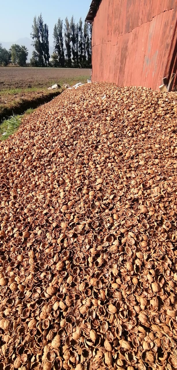 cáscara de nuez