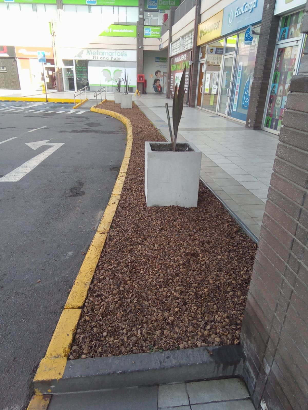 cáscara de nuez