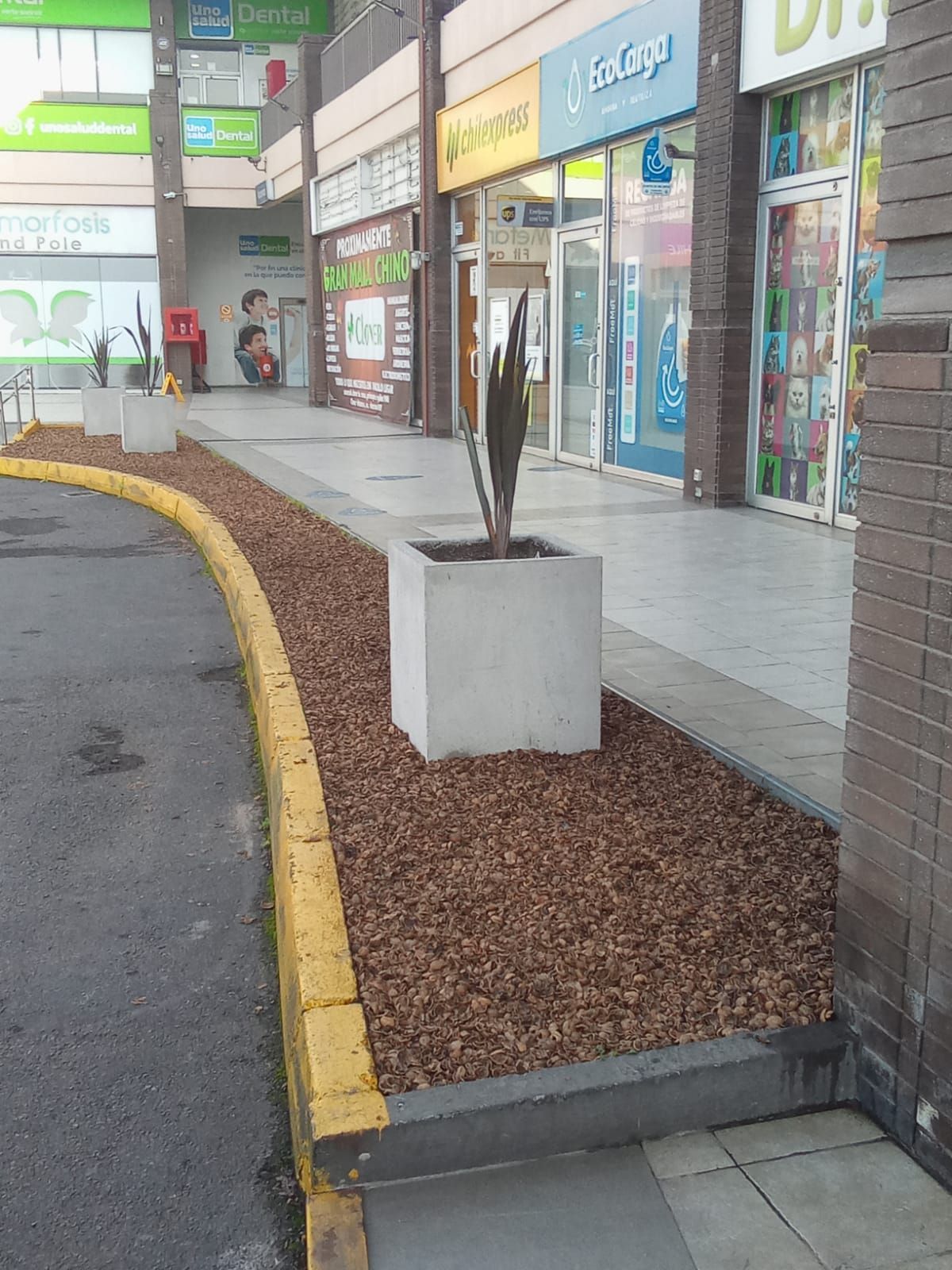 cáscara de nuez