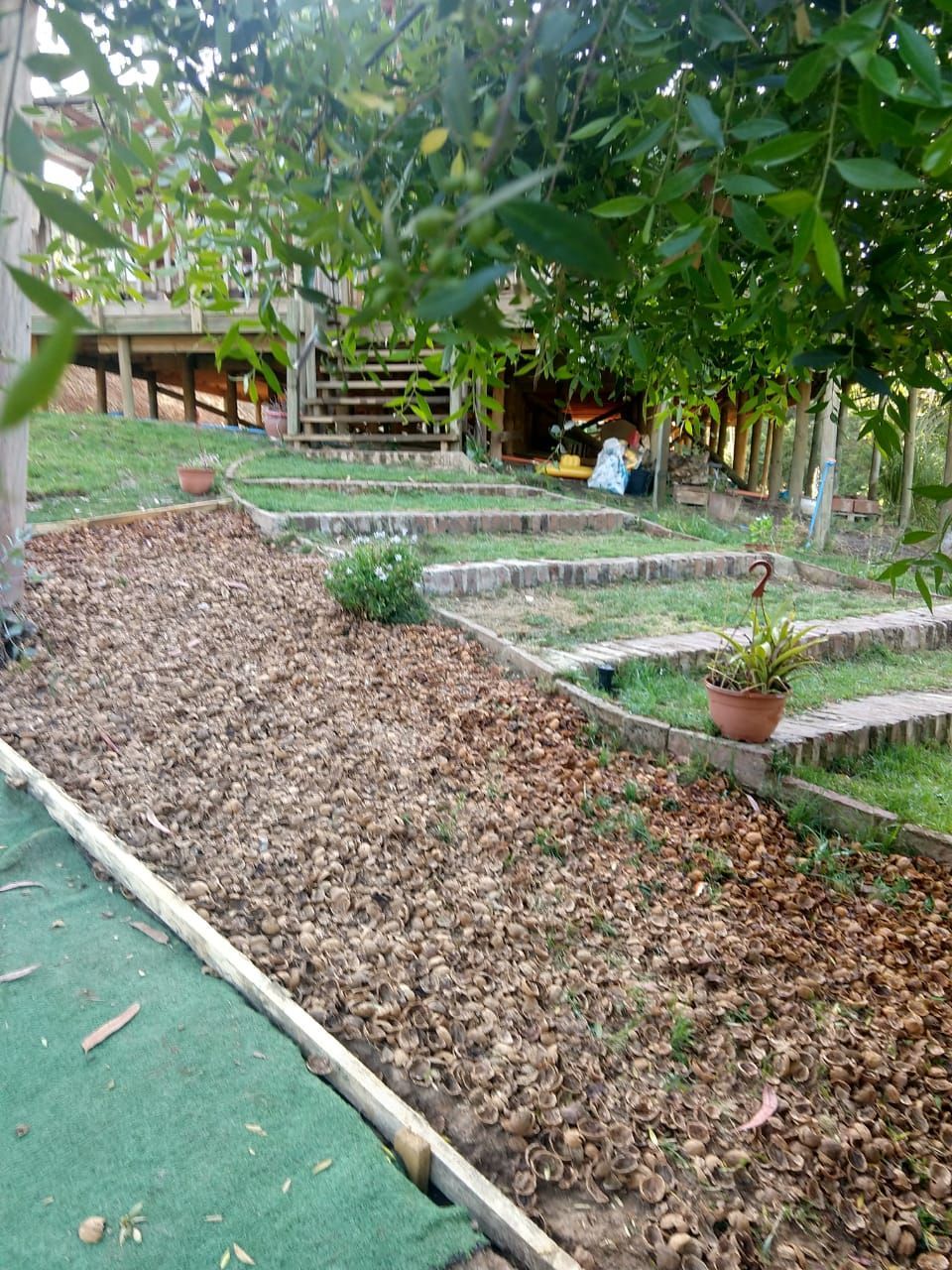 cáscara de nuez