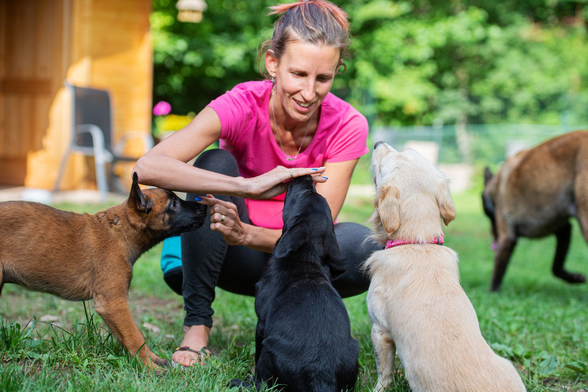 Woman in pink shirt kneels on grass, playing with four dogs in a sunny backyard