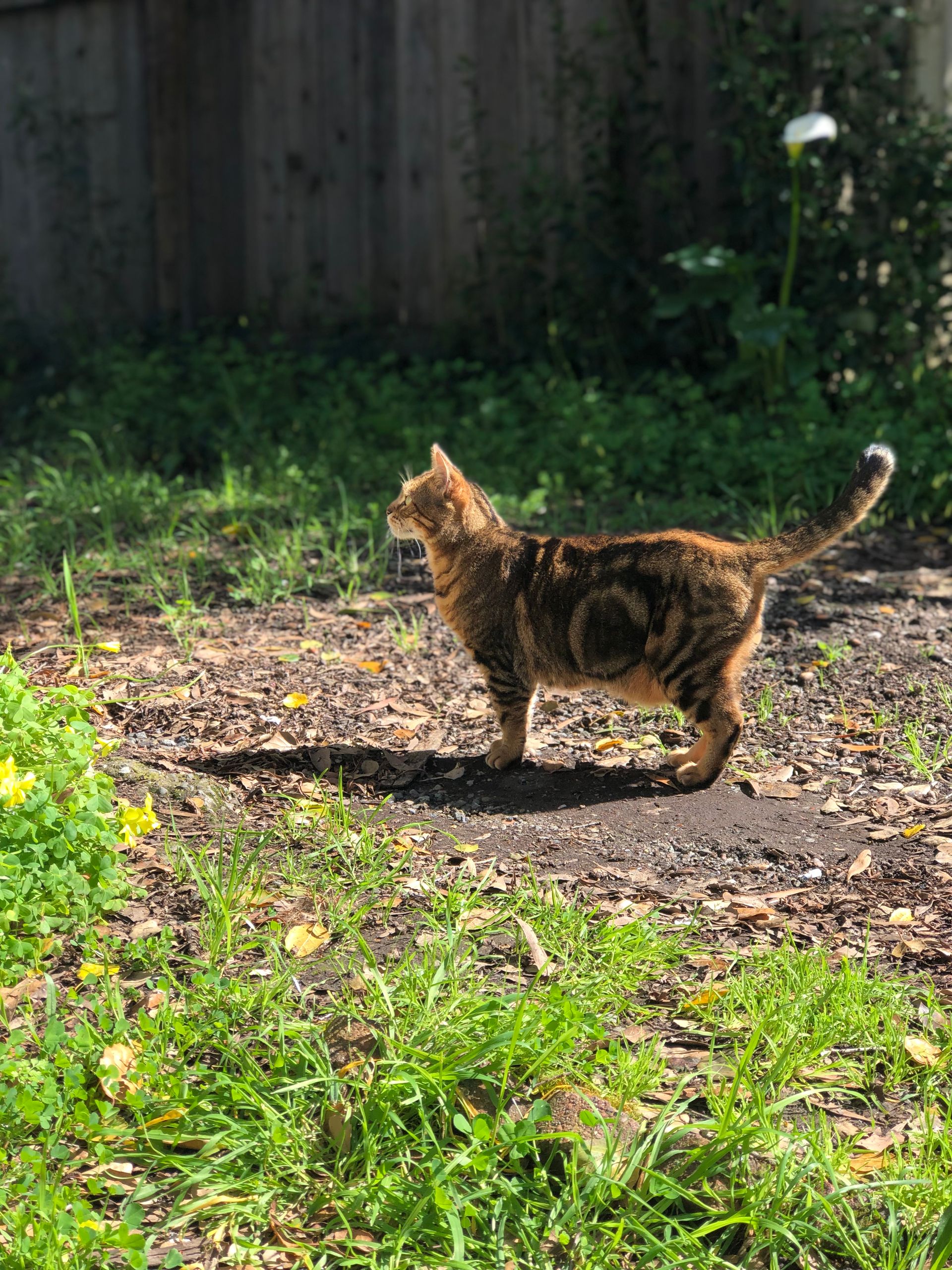 Veterinary Cotati, CA Cotati Small Animal Hospital