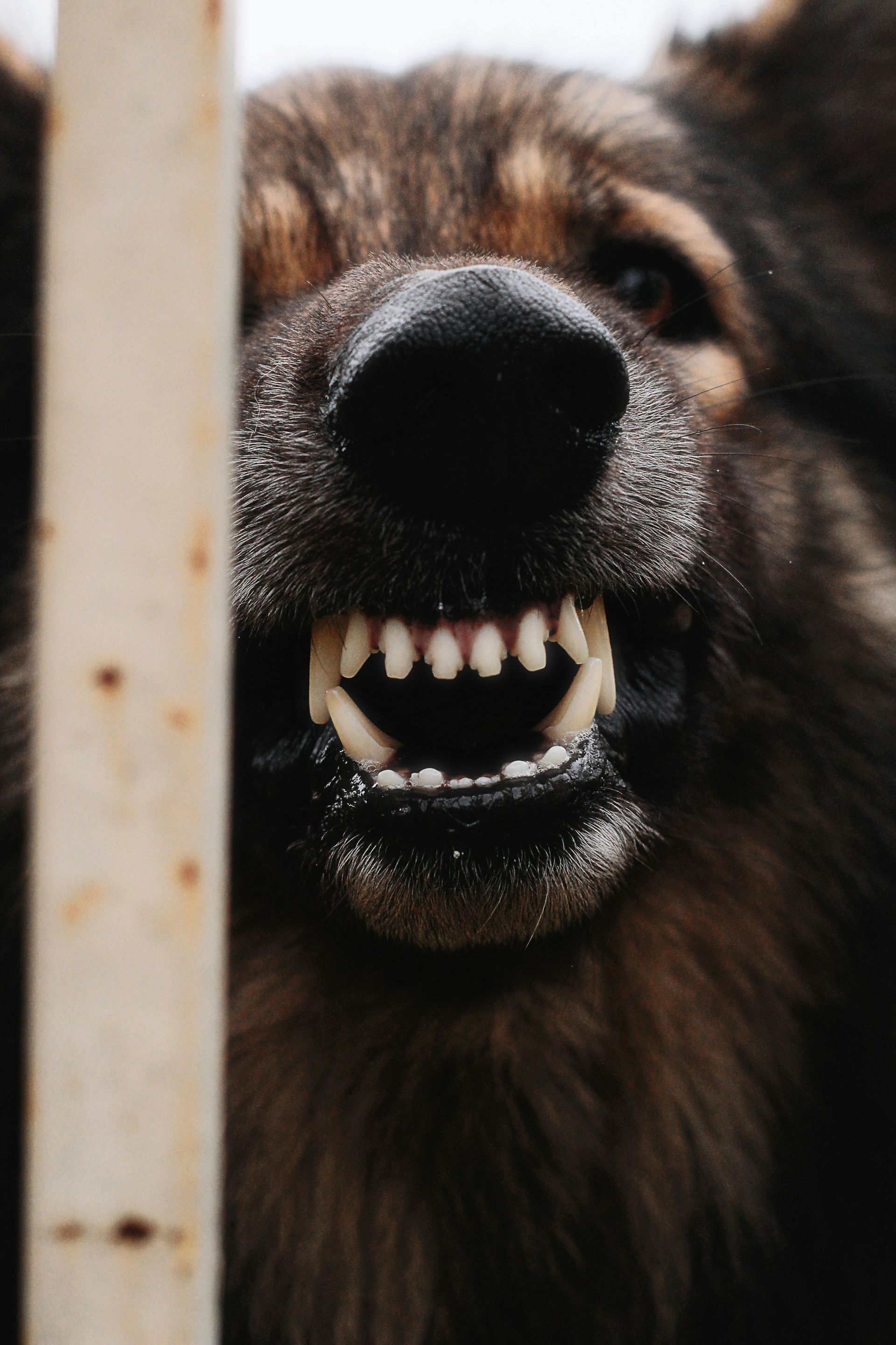 A close up of a dog 's mouth with its teeth visible