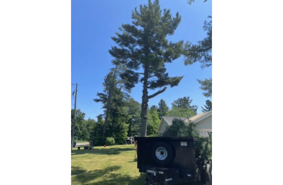 A dumpster is parked next to a tree in a yard.
