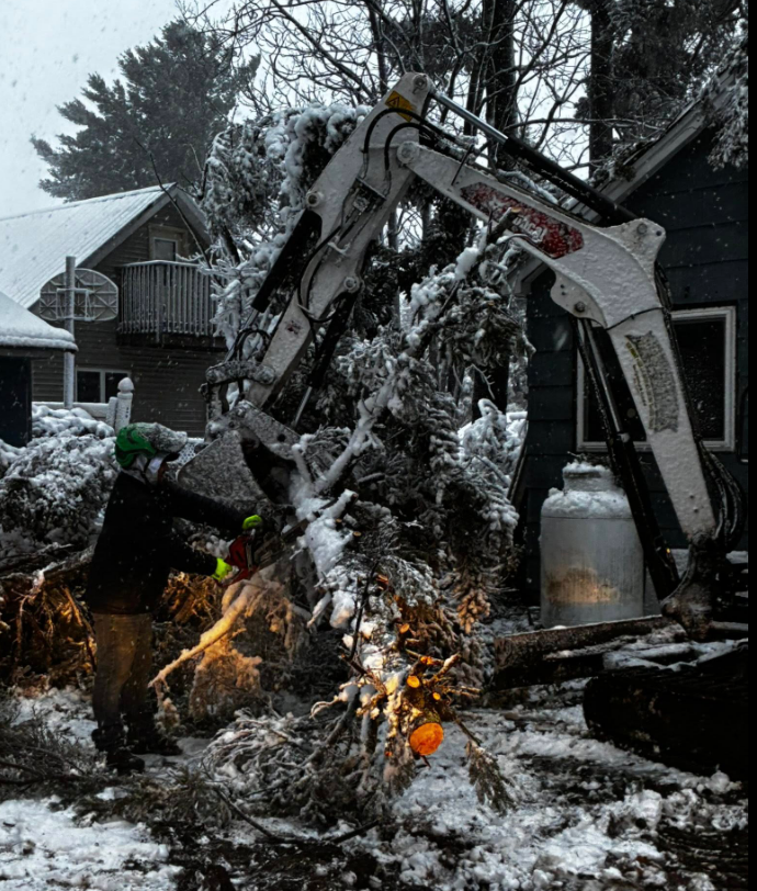 A worker uses a chainsaw on a snow-covered fallen tree held by an excavator arm near a house in winter.