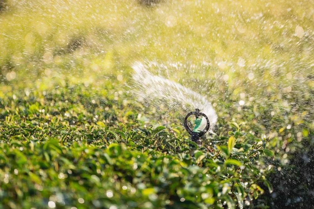 Irrigation sprinkler spraying water over a green crop field in bright sunlight