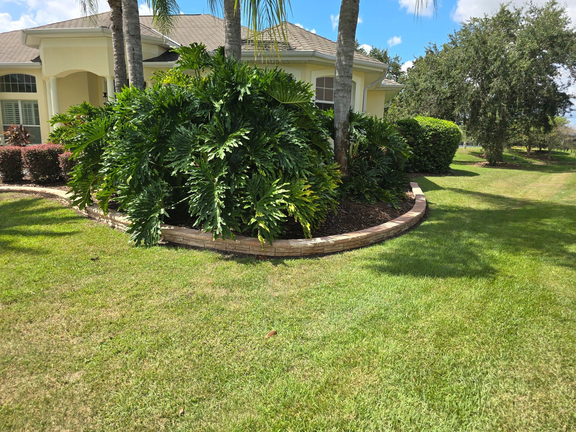 A large philodendron plant sits in a curved stone-bordered garden bed in front of a house on a sunny day.